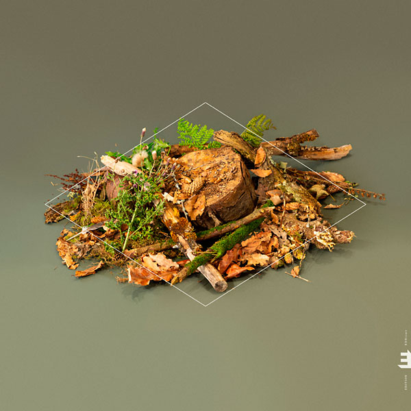 Forest floor