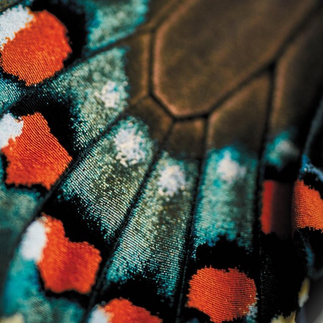 Edna songs – Mariposa